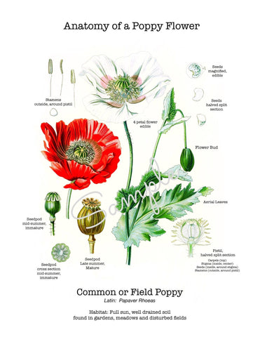 Anatomy of a Poppy Flower Vintage Botanical Print