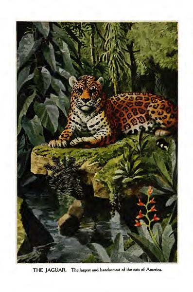 The Burgess Animal Book for Children by Thornton W Burgess 1922