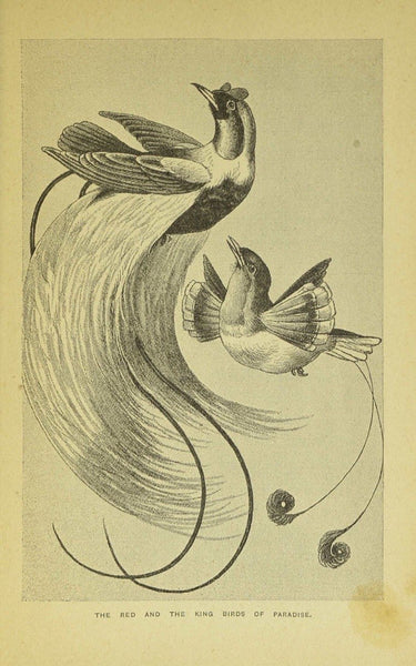 Birds of Gay Plumage, Birds of Paradise and Sun Birds by Mary and Elizabeth Kirby, 1885