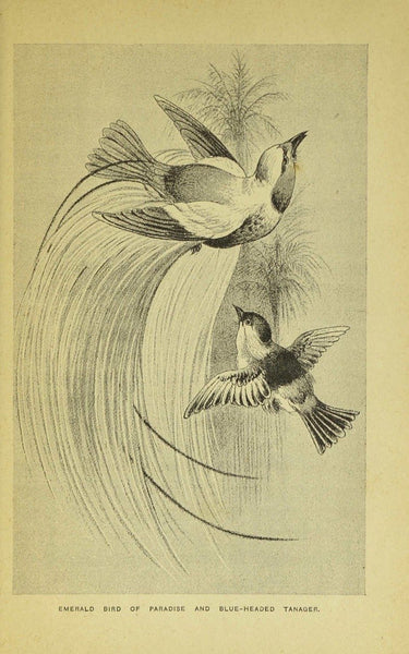 Birds of Gay Plumage, Birds of Paradise and Sun Birds by Mary and Elizabeth Kirby, 1885