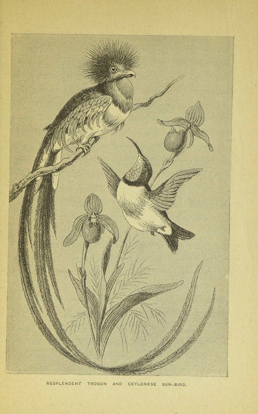 Birds of Gay Plumage, Birds of Paradise and Sun Birds by Mary and Elizabeth Kirby, 1885