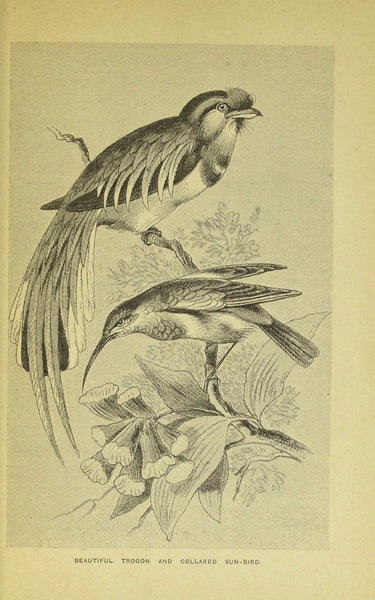 Birds of Gay Plumage, Birds of Paradise and Sun Birds by Mary and Elizabeth Kirby, 1885
