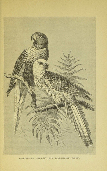 Birds of Gay Plumage, Birds of Paradise and Sun Birds by Mary and Elizabeth Kirby, 1885