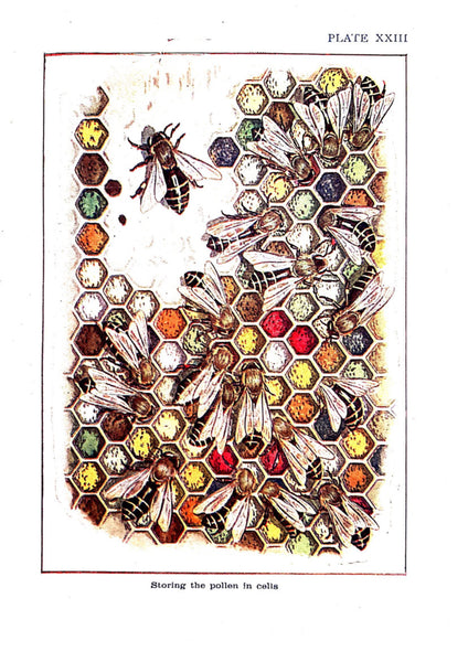 Bees Shown to the Children by Ellison Hawks, 1912