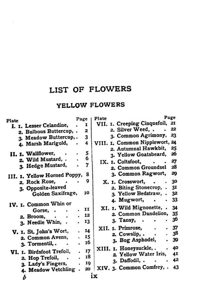 Flowers Shown to the Children by Janet Harvey Kelman, 1906