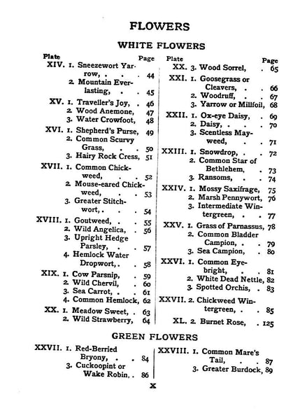 Flowers Shown to the Children by Janet Harvey Kelman, 1906