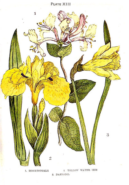 Flowers Shown to the Children by Janet Harvey Kelman, 1906