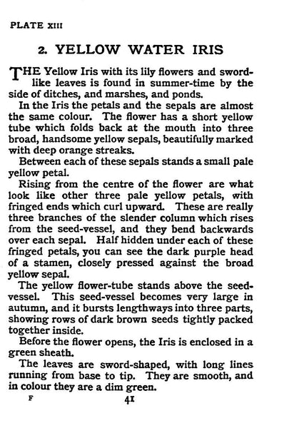 Flowers Shown to the Children by Janet Harvey Kelman, 1906