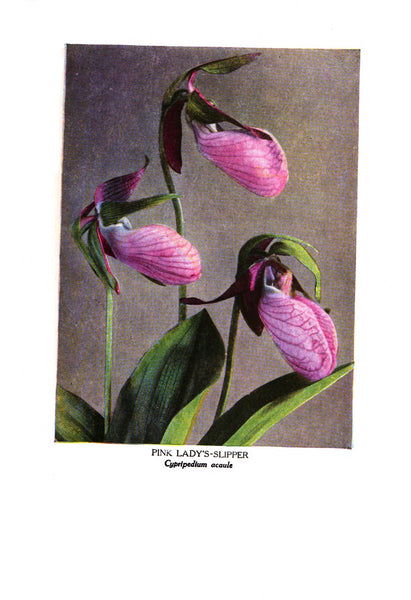 The Burgess Flower Book by Thornton W Burgess, 1926