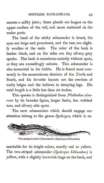 Familiar Life in the Field and Forest by F Schuyler Mathews, Illustrated, 1898